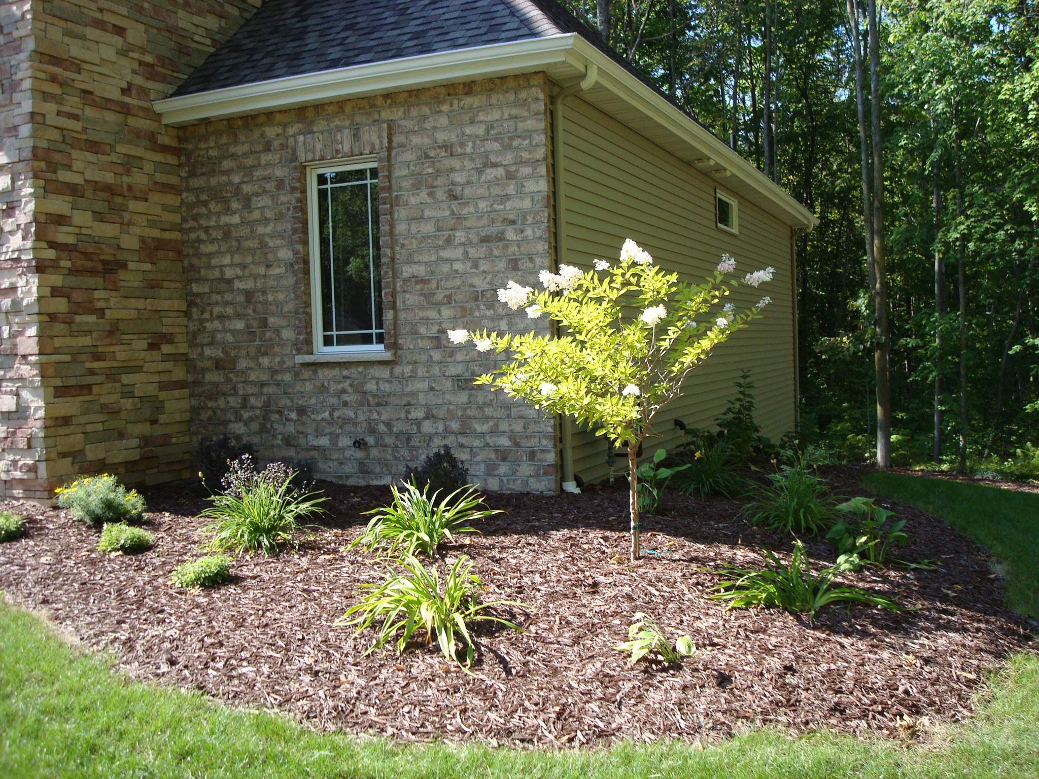 small tree and plants in mulch around house