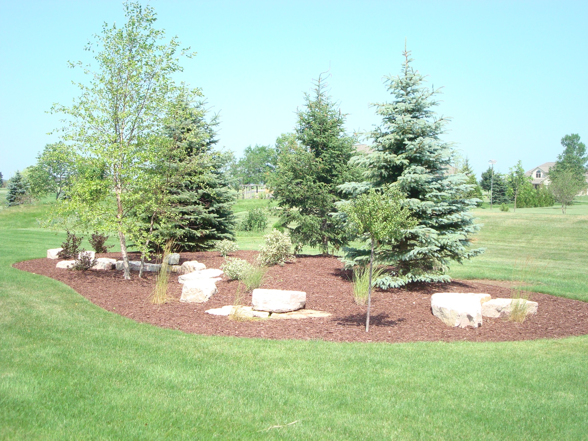 mulched area with small pine trees in island in year